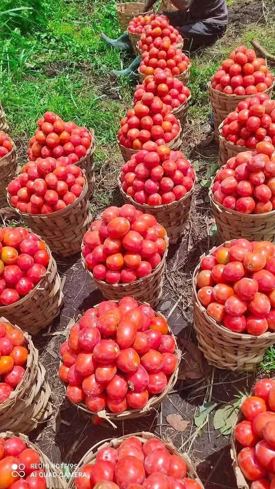 Tomates 🍅 - Alimentation & Boissons