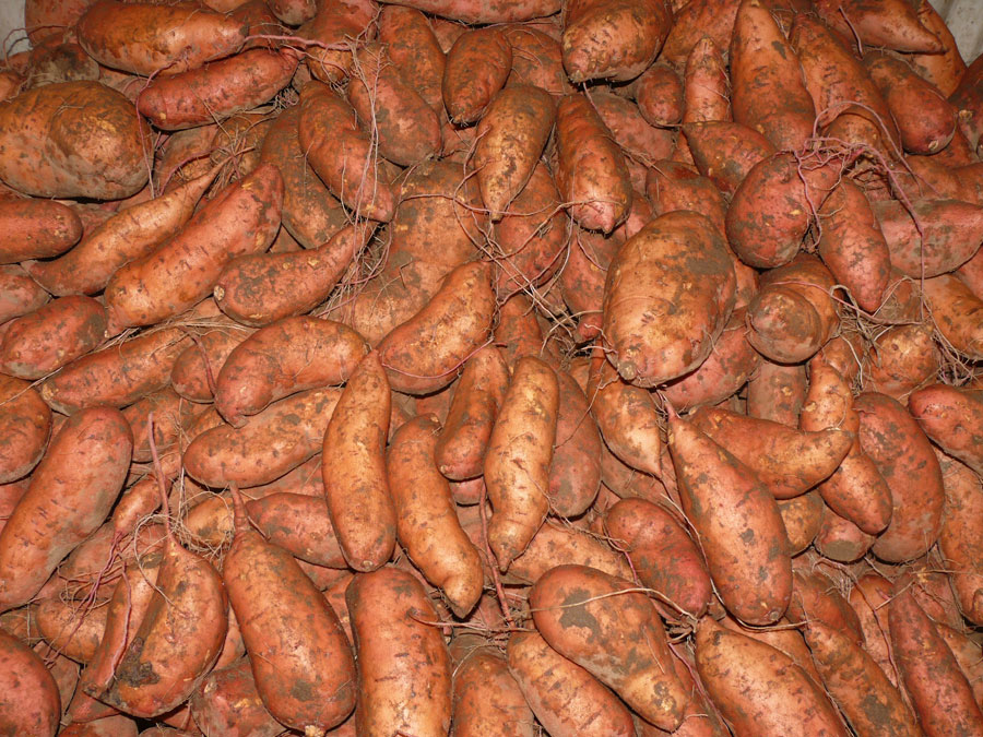 tubercules de patate - Agriculture