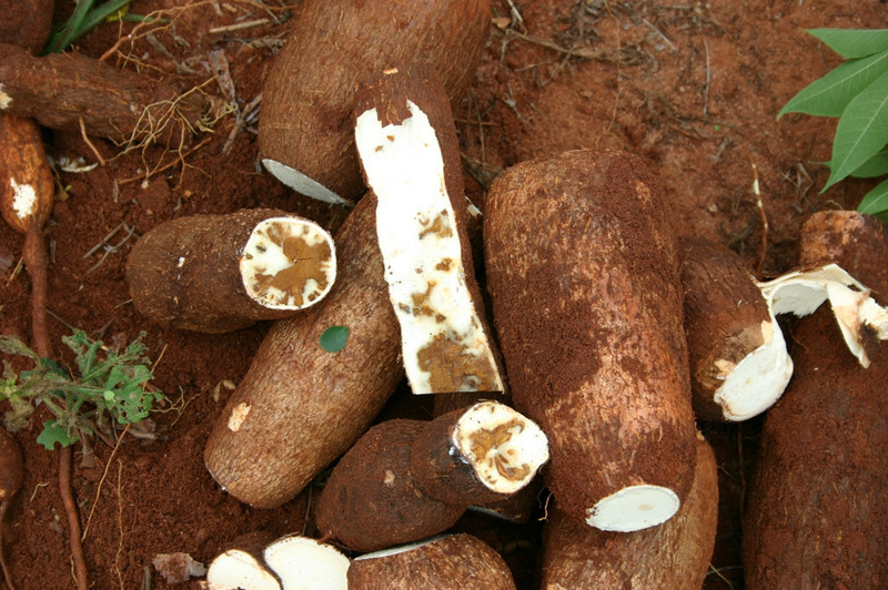 tubercules de manioc - Agriculture